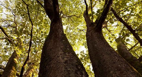 Holz ist ein natürlicher Baustoff