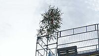 Richtbaum beim Richtfest des mehrgeschossigen Holzhauses in Olsberg