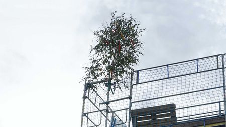 Richtbaum beim Richtfest des mehrgeschossigen Holzhauses in Olsberg